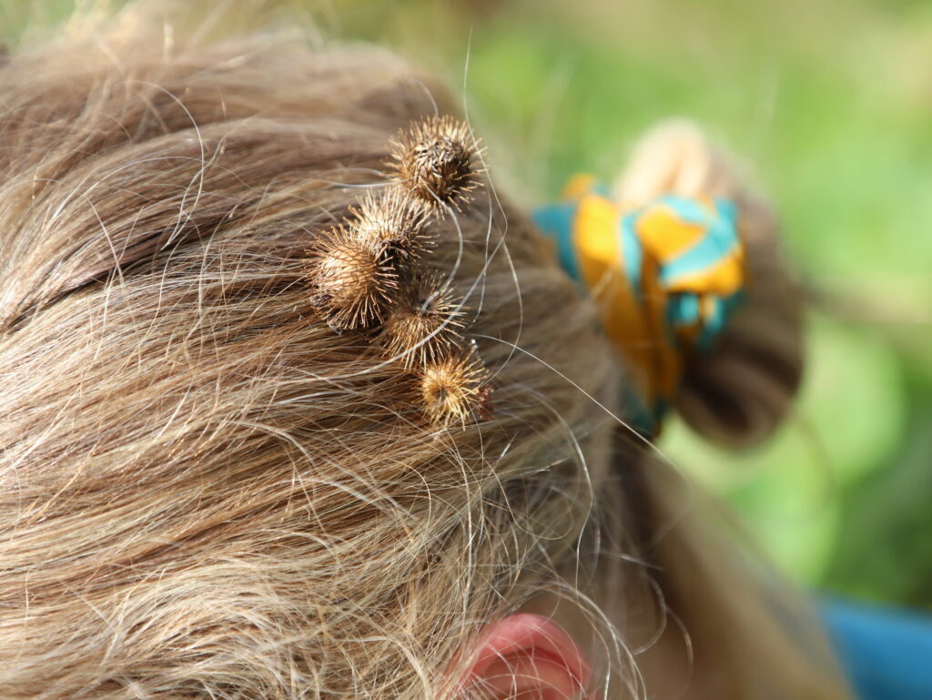 close up of hair with burdock burrs 