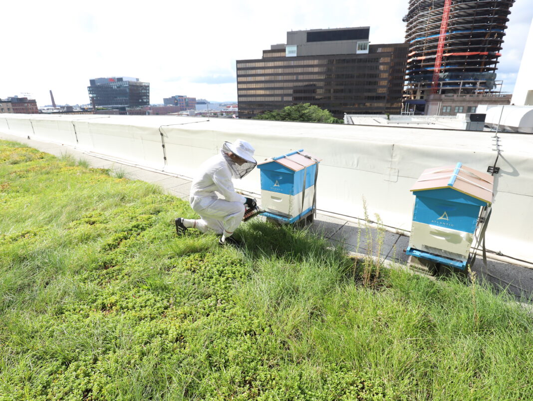 Beekeeper kneels next to hive on urban rooftop with city skyline in background.