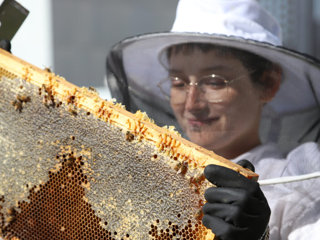 Beekeeper examines honeycomb.