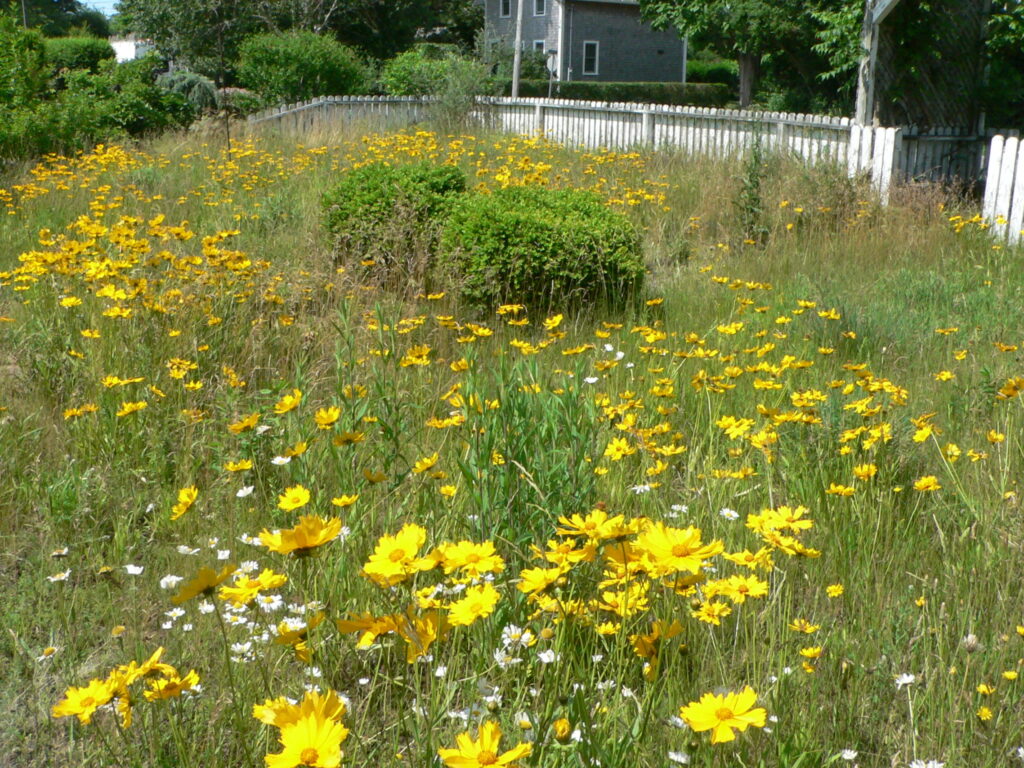 yellow flowers and grass in meadow
