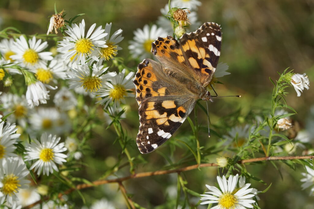 butterfly on aster flower