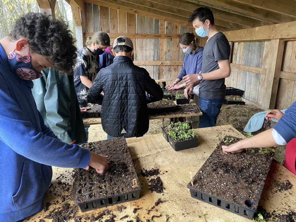 students transplanting seeds from trays